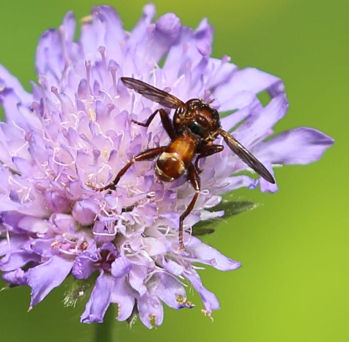 Gemeine Breitstirnblasenkopffliege (Sicus ferrugineus)